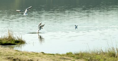 Martı kuşu uçuyor.