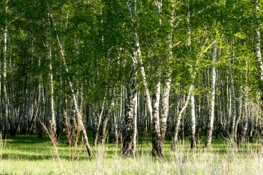 Baharda yeşil huş ağacı ormanı