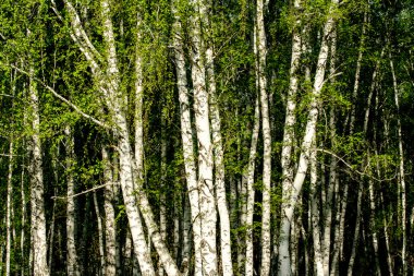 Baharda yeşil huş ağacı ormanı