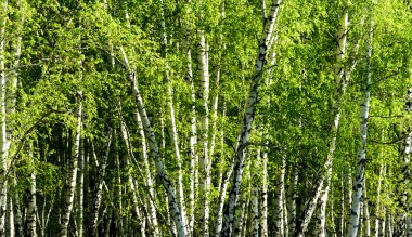 Baharda yeşil huş ağacı ormanı