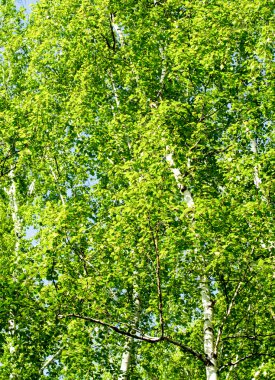 Baharda yeşil huş ağacı ormanı