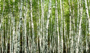 Baharda yeşil huş ağacı ormanı