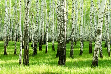 Baharda yeşil huş ağacı ormanı