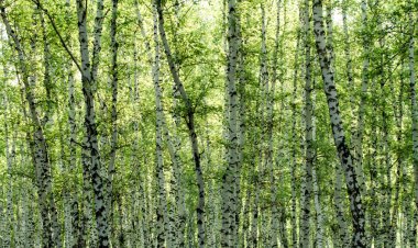 Baharda yeşil huş ağacı ormanı