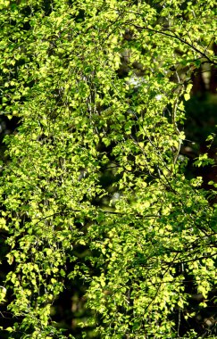 Baharda yeşil huş ağacı ormanı