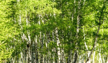 Baharda yeşil huş ağacı ormanı