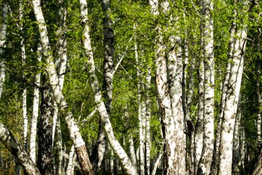 Baharda yeşil huş ağacı ormanı