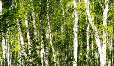 Baharda yeşil huş ağacı ormanı