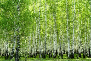 Baharda yeşil huş ağacı ormanı