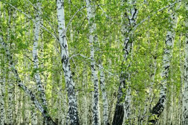 Baharda yeşil huş ağacı ormanı