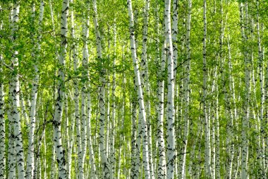 Baharda yeşil huş ağacı ormanı