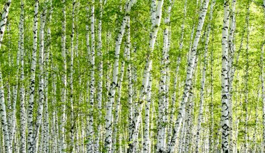 Baharda yeşil huş ağacı ormanı
