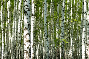 Baharda yeşil huş ağacı ormanı