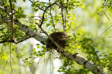 Baharda yeşil huş ağacı ormanı