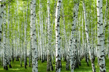 Baharda yeşil huş ağacı ormanı