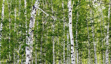 Baharda yeşil huş ağacı ormanı