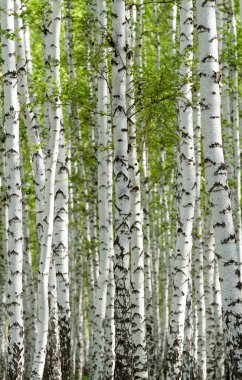 Baharda yeşil huş ağacı ormanı