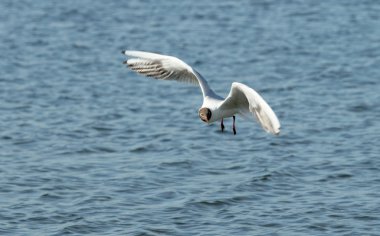 Martı kuş uçuş yakın çekim