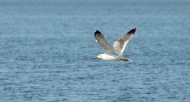 Martı kuş uçuş yakın çekim