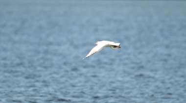 Martı kuş uçuş yakın çekim