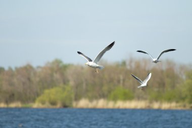 Martı kuş uçuş yakın çekim