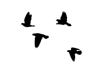 güvercin uçuş karşı