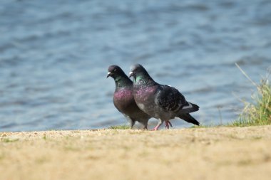 güvercin uçuş karşı