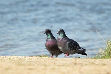 güvercin uçuş karşı