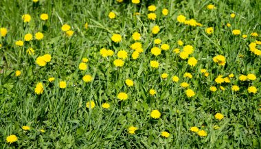 sarı dandelions bahar alanıyla