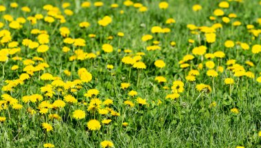 sarı dandelions bahar alanıyla