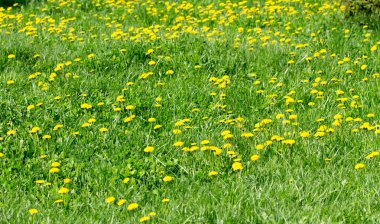 sarı dandelions bahar alanıyla