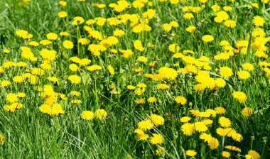 sarı dandelions bahar alanıyla