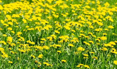 sarı dandelions bahar alanıyla