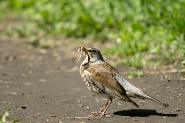 Blackbird solucan onun tasarı ile