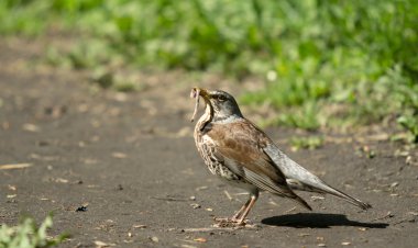Blackbird solucan onun tasarı ile