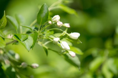 elma çiçeği bahar, peyzaj