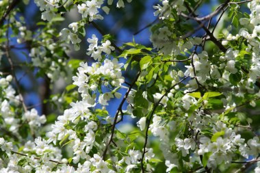 elma çiçeği bahar, peyzaj