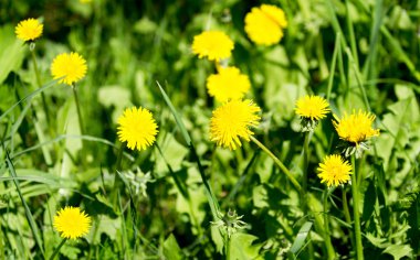 sarı dandelions bahar alanıyla