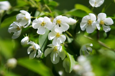 elma çiçeği bahar, peyzaj