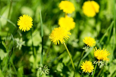 sarı dandelions bahar alanıyla