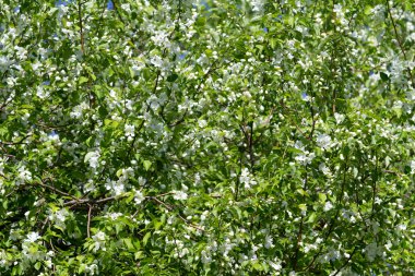 elma çiçeği bahar, peyzaj
