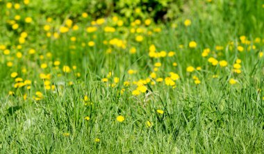 sarı dandelions bahar alanıyla