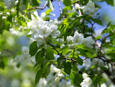 elma çiçeği bahar, peyzaj