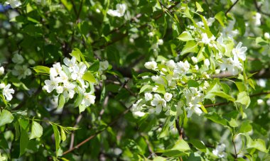 elma çiçeği bahar, peyzaj