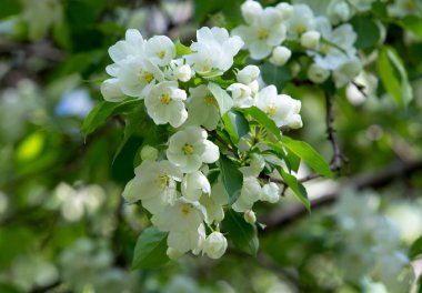 elma çiçeği bahar, peyzaj