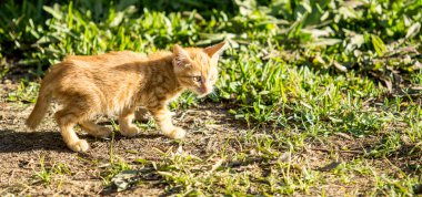 kırmızı küçük kedi