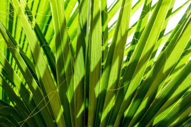 Palmiye ağacının yaprakları