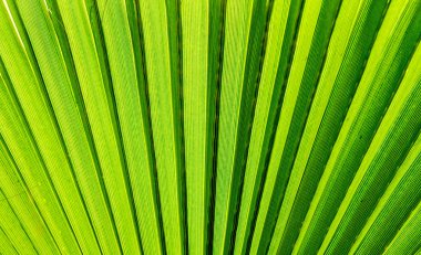 Palmiye ağacının yaprakları