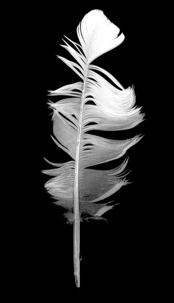 Pigeon feather on the black background — Stock Photo, Image