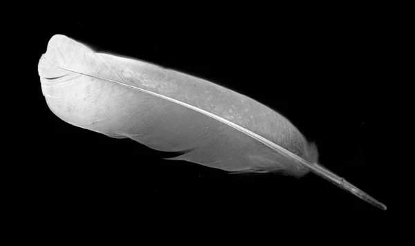Kyyhkyn sulka mustalla pohjalla — kuvapankkivalokuva